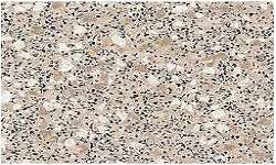 Bathroom / Kitchen Non Slip Flooring - Hydro Oystershell 1.4 X 2m (2.8sq m)